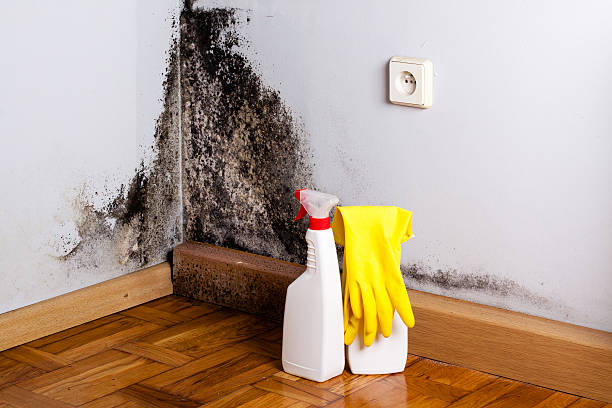 Best Kitchen Mold Remediation in East Palestine, OH