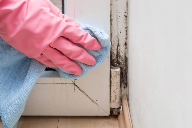 Best Emergency Mold Remediation in East Palestine, OH